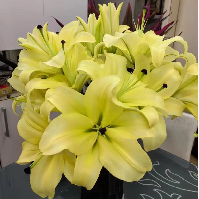 【藩篱匠人/大皇帝】 单瓣香水百合办公居家装饰家养鲜切花