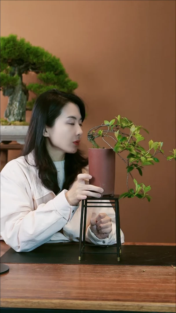 【闪购商品】盆景春花