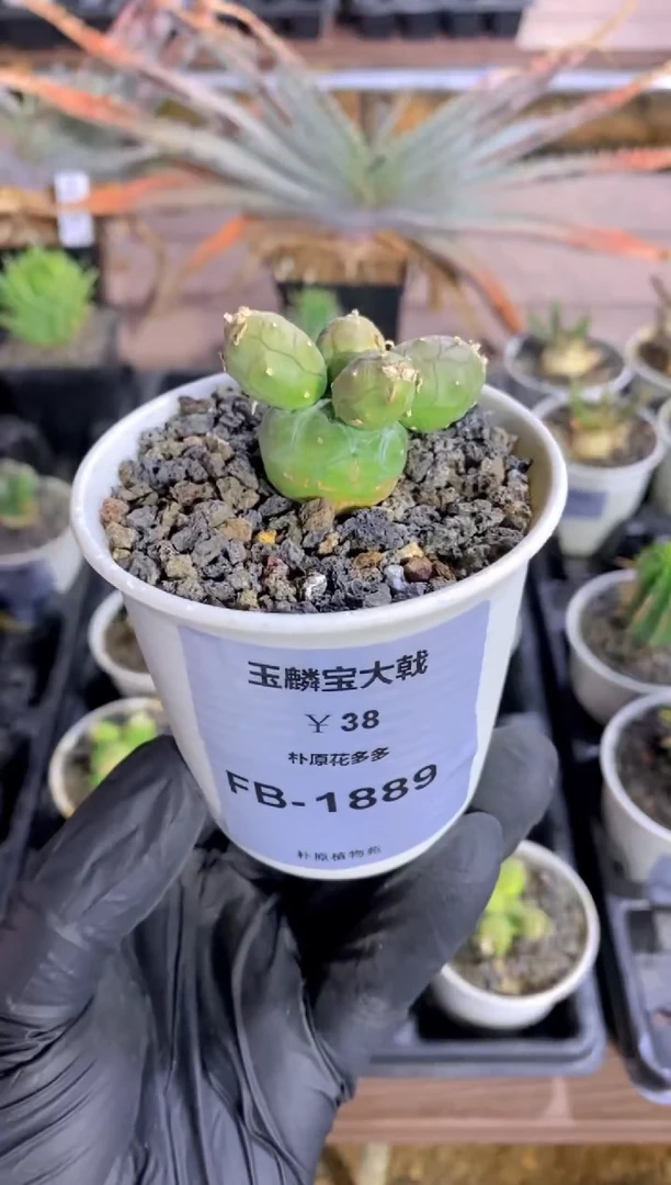 【闪购商品】玉麟宝大戟FB-1889