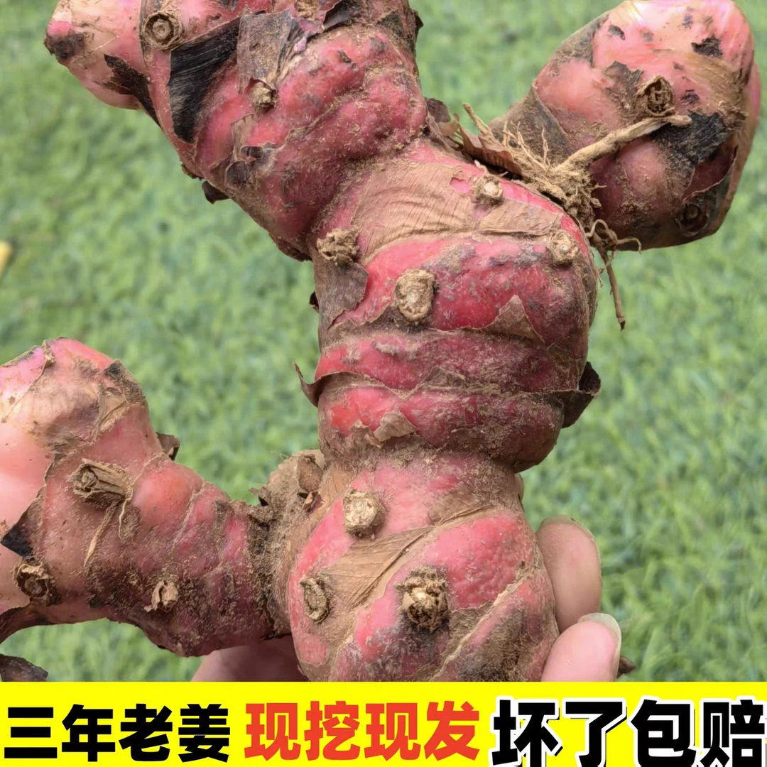 新鲜现挖红皮南姜煲汤 卤味 火锅 去腥提鲜 牛羊肉去膻调料