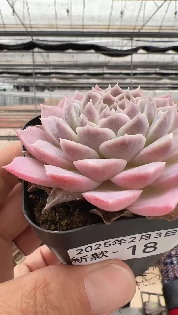 【闪购商品】新款多肉-18