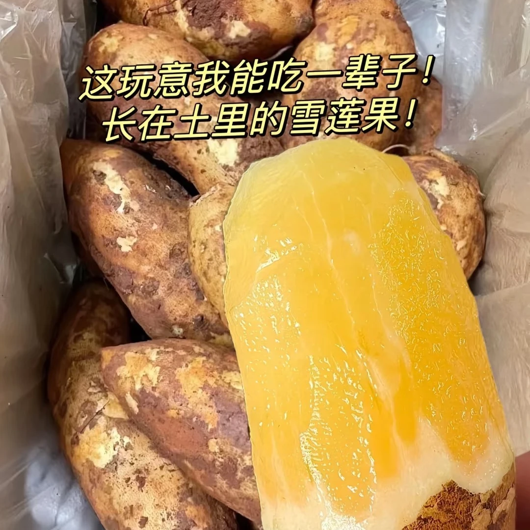 【脆甜多汁】云南天山雪莲果 皮薄清甜多汁 产地直发 5斤