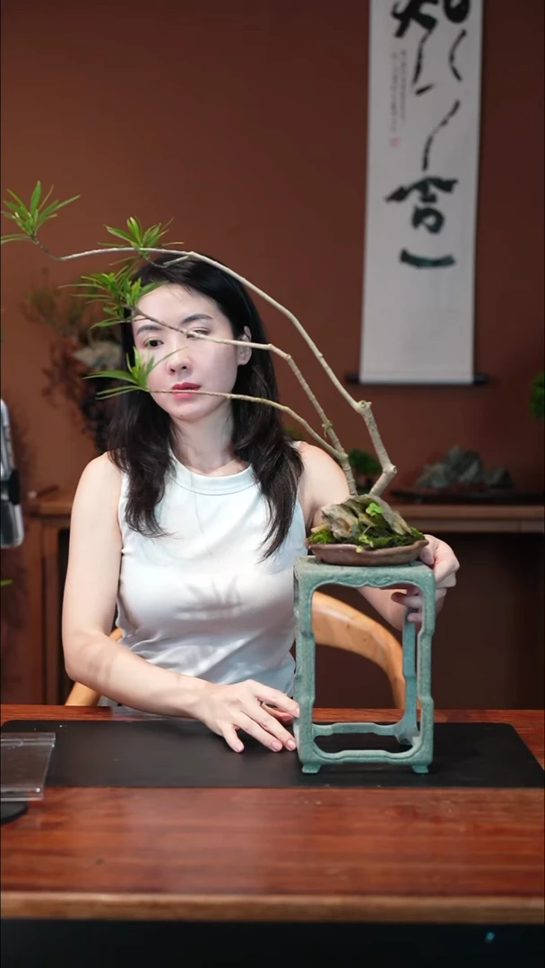 无花朵栀子花盆景盆景盆景
