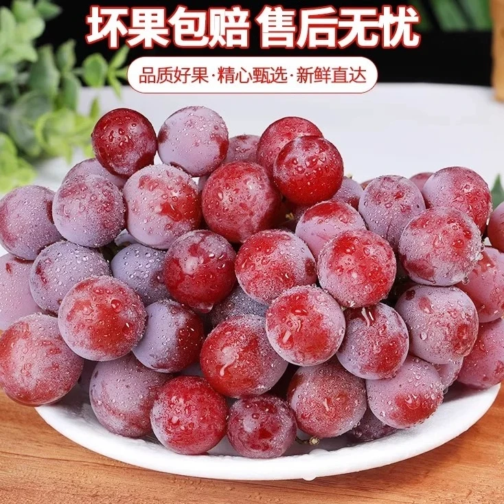 【云南妮娜皇后】妮娜当季新鲜颗粒饱满红宝石无籽葡萄香味浓郁酒香味包邮G云南省