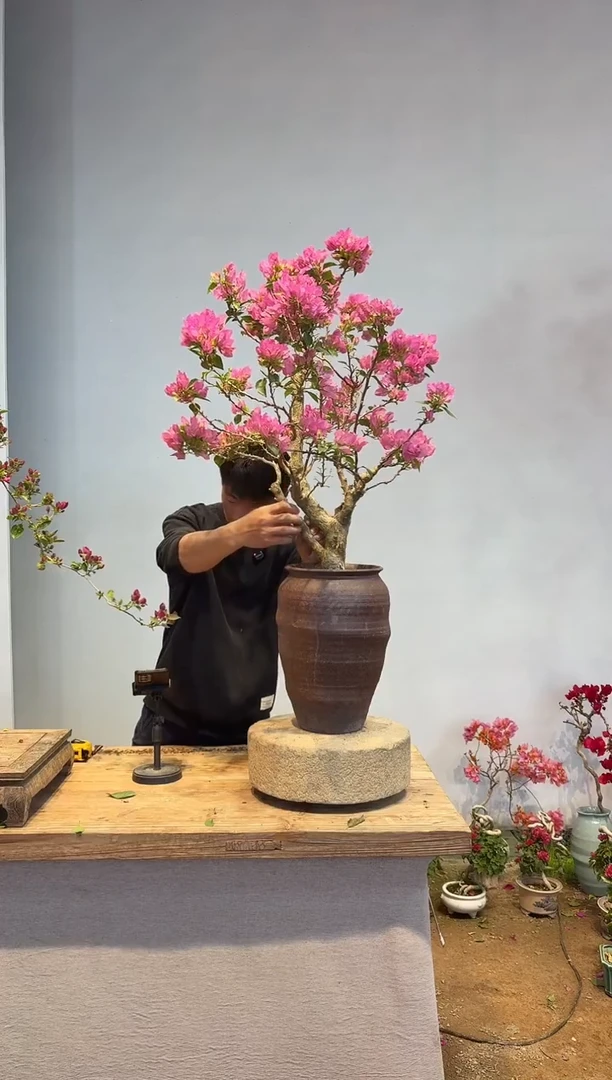 以实际为准三角梅26