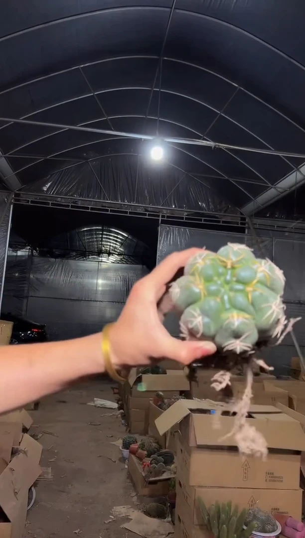 实生根 美花海王 7-10cm 不带花苞