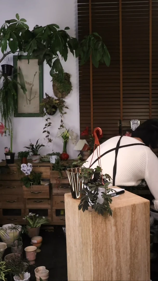 无花朵 厄瓜多尔紫茄秋海棠 原盆 顺丰包邮