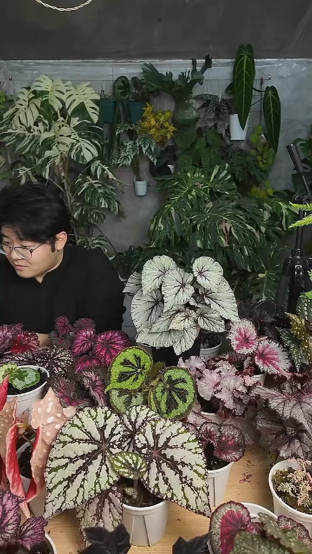 完全开放天使秋海唐