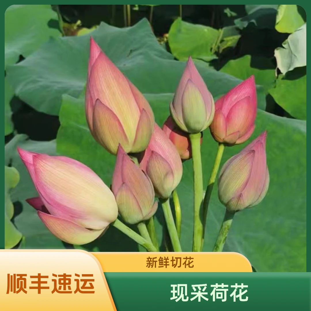 【顺丰速运】2025现采荷花鲜切莲花真花礼佛水生花卉粉色花苞切鲜花