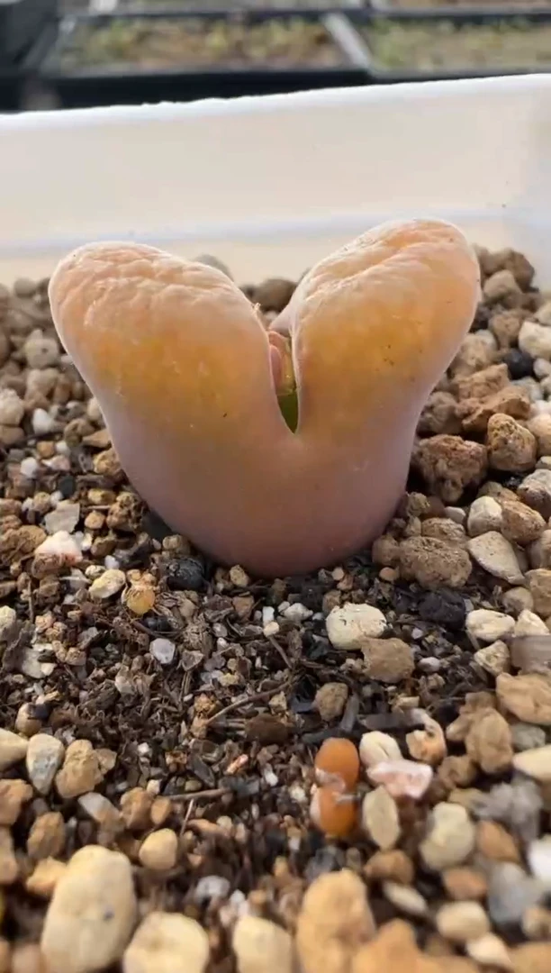 【闪购商品】9-347