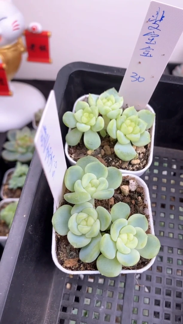 斐*宝斐宝宝的多肉总价60元