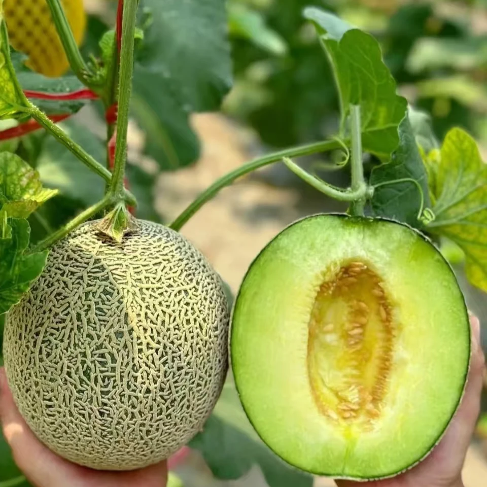 【大川果果】山东甜瓜网纹瓜 4.5斤装  坏果包赔