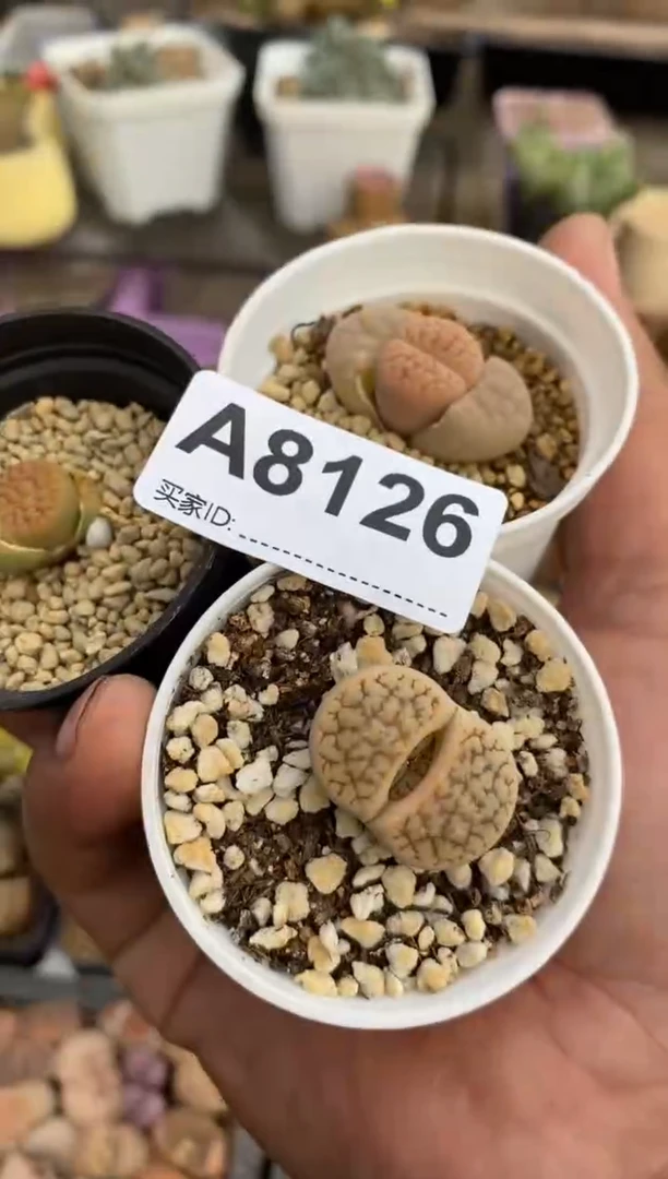 【闪购商品】8126直播一物一拍