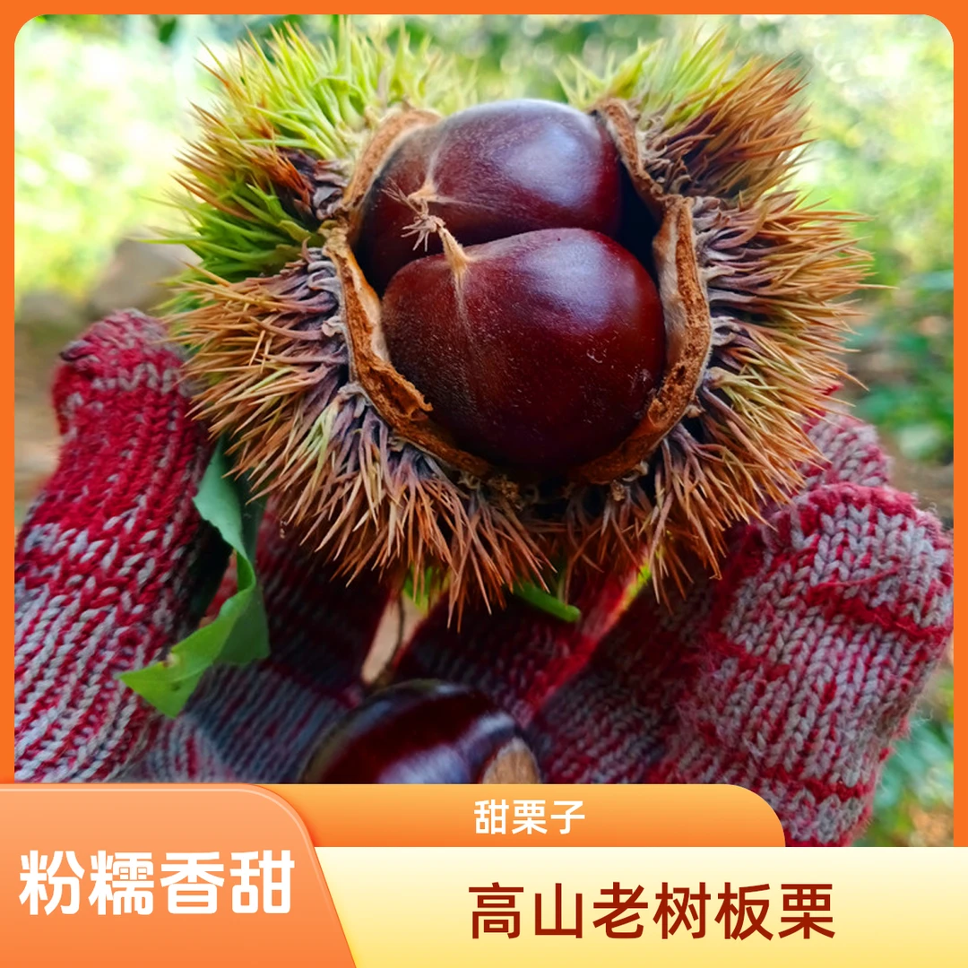江山仙果山东鲜板栗新鲜生栗子高山老树黄板栗油板栗粉糯毛栗子甜