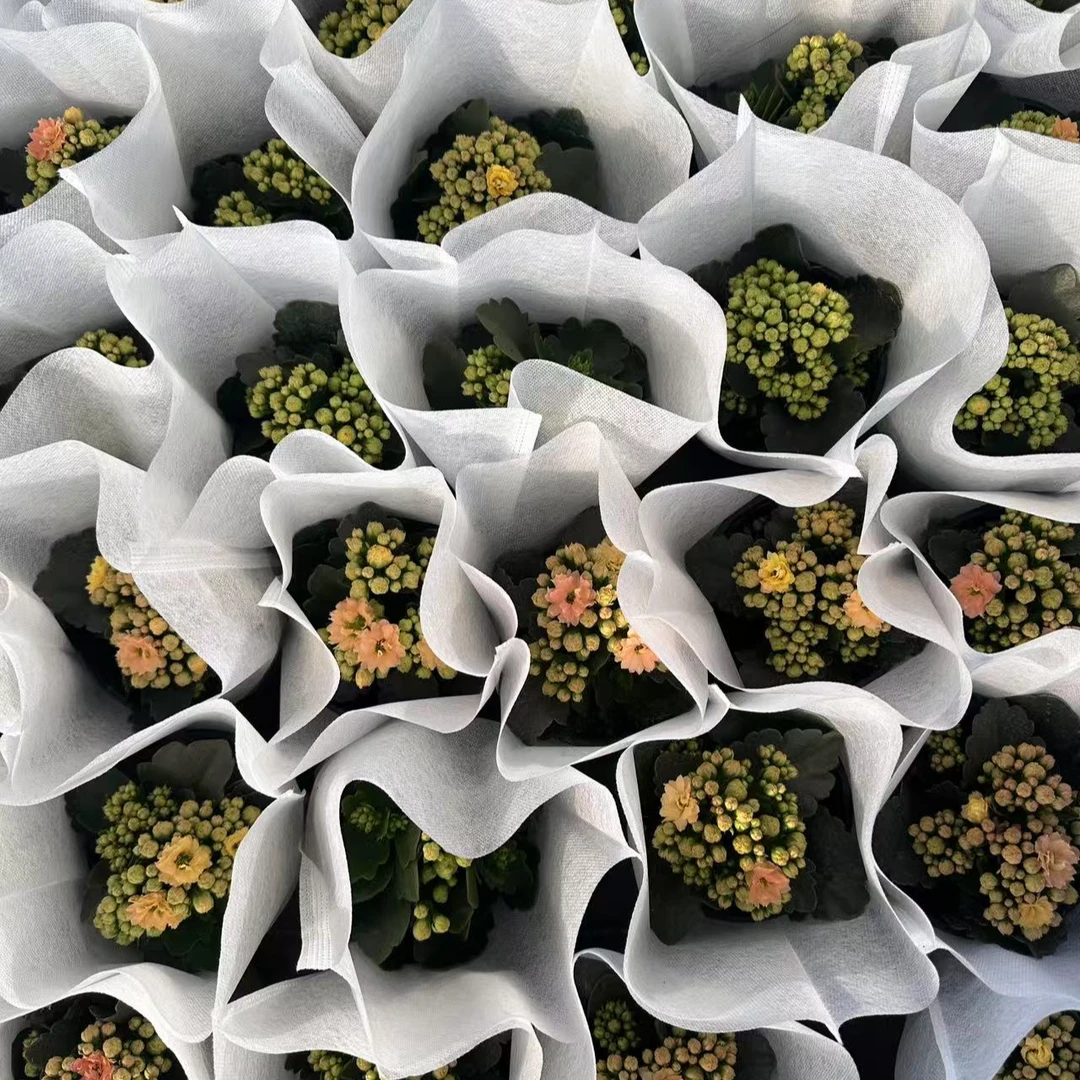 花之恋专属福袋【花苞毛绒一代一棵】