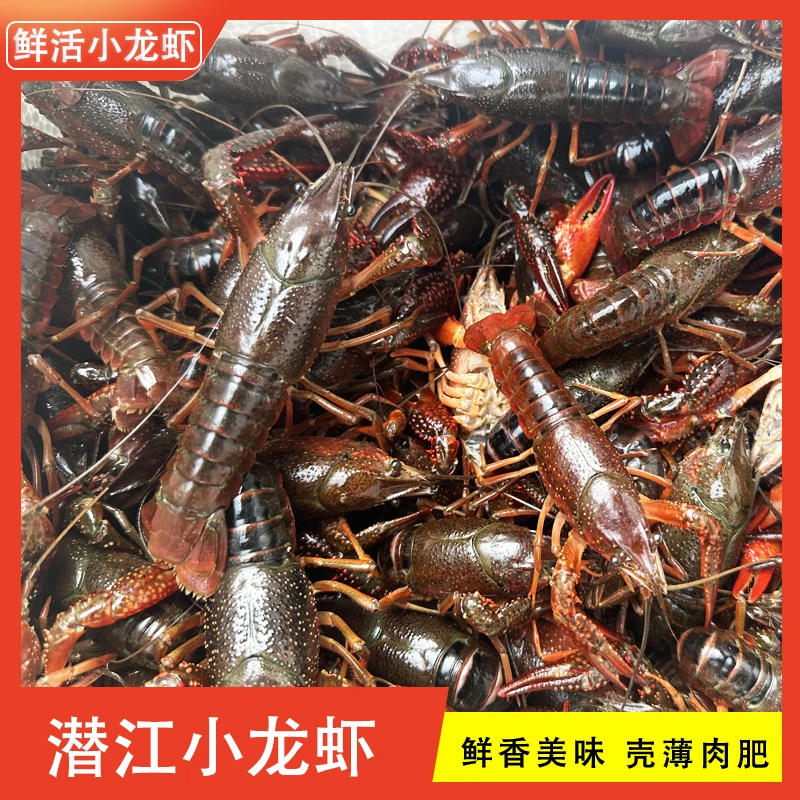 【大青6-8钱/一斤15-18只】潜江小龙虾清水鲜活现货包邮 五斤装 精品