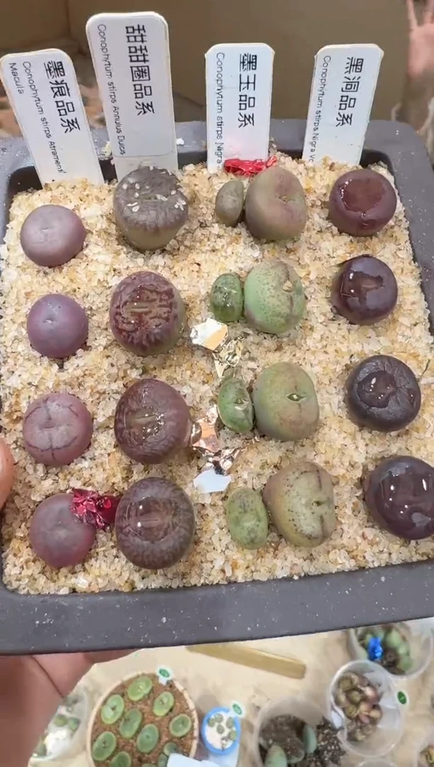 216多肉植物肉锥金标杂交一颗