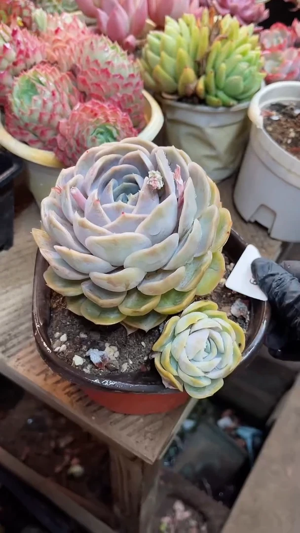 【闪购商品】13069