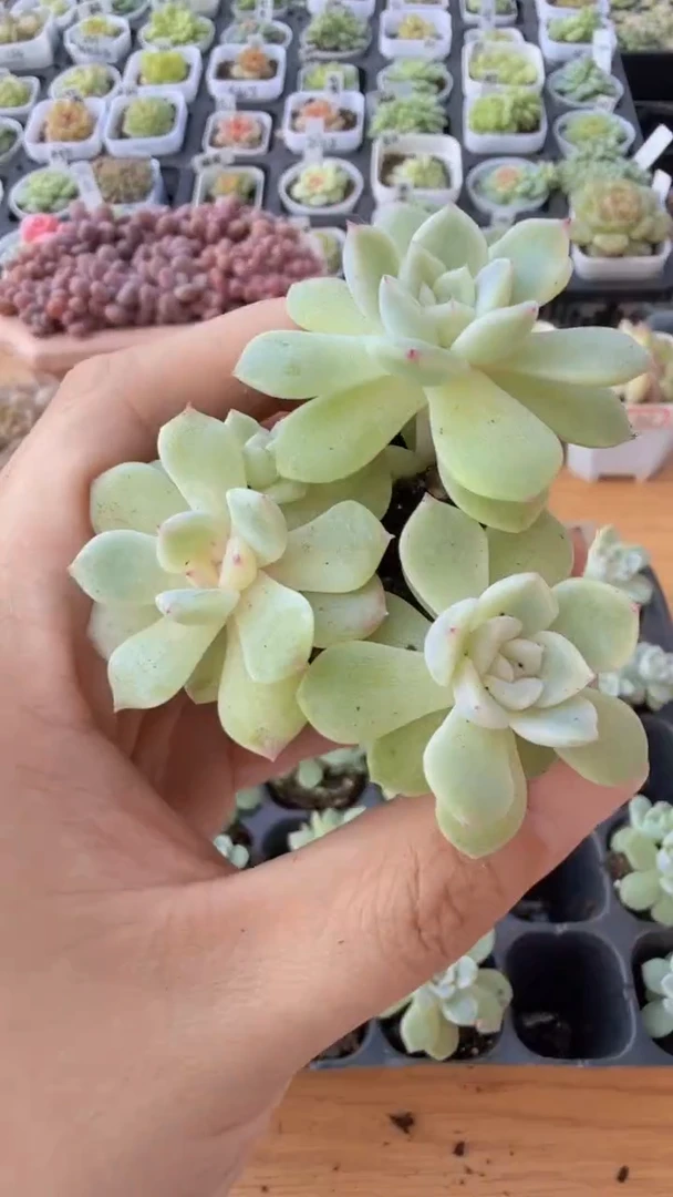 T803单双混 3颗量拍混发 满9.9包邮