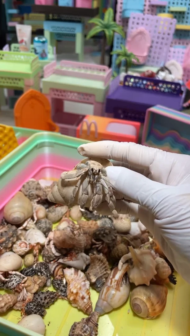 陌派帝国寄居蟹185马灰白