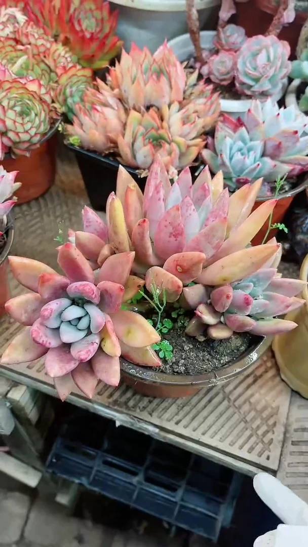 【闪购商品】15031