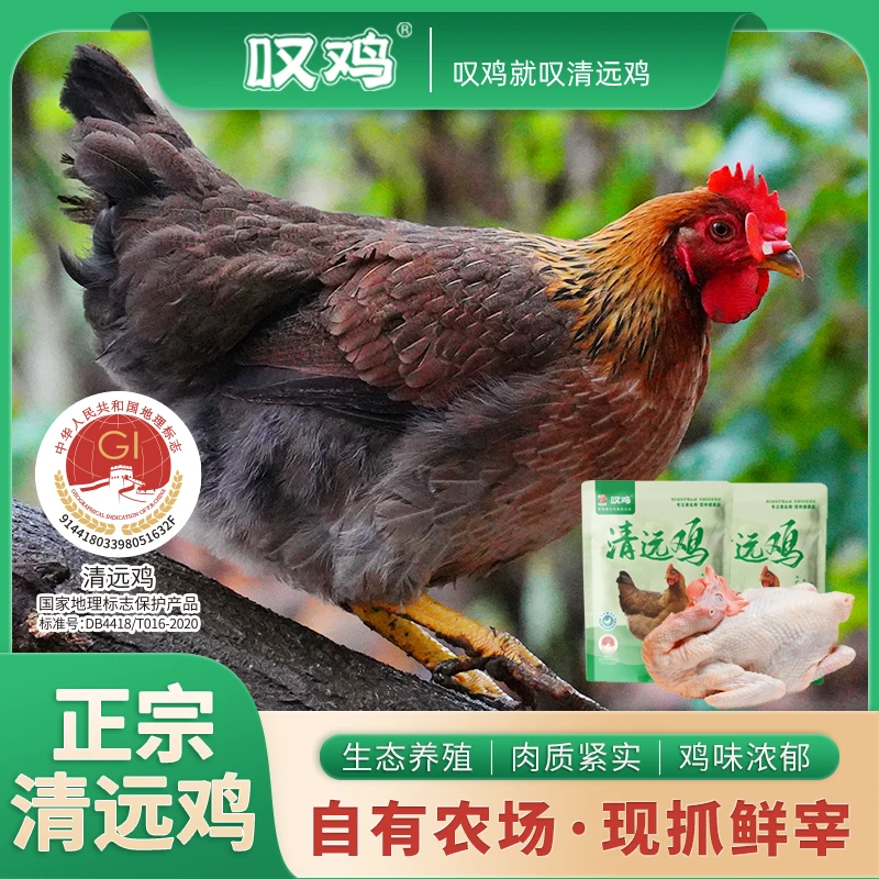 【叹鸡】正宗广东清远鸡1kg/只清远麻母鸡走地鸡肉质鲜嫩康康专属