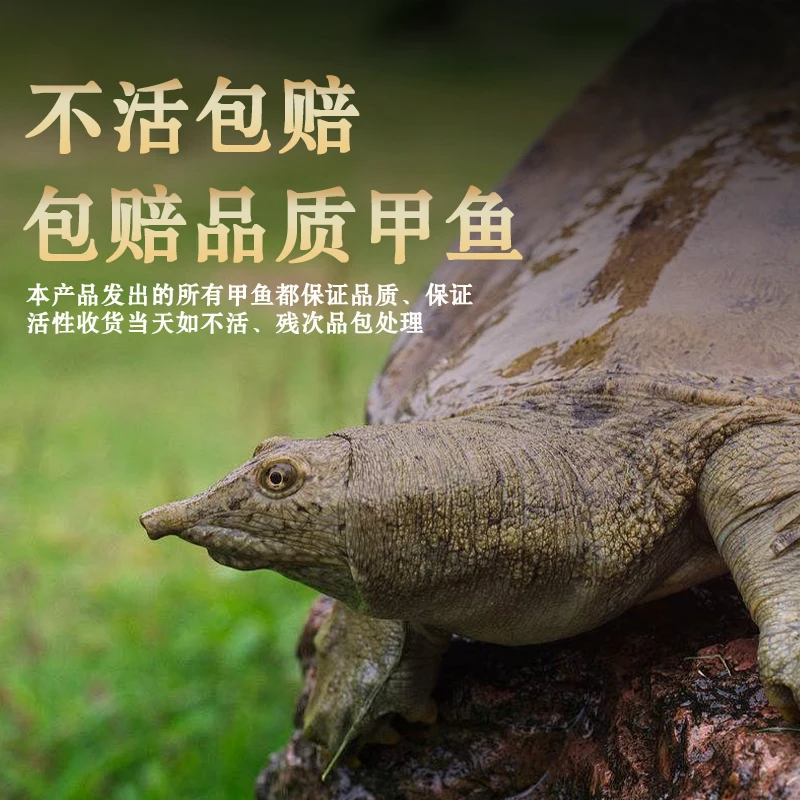 孙（5-6斤）4只热销 鲜活甲鱼农户直发团鱼 老鳖 顺丰鲜活现发