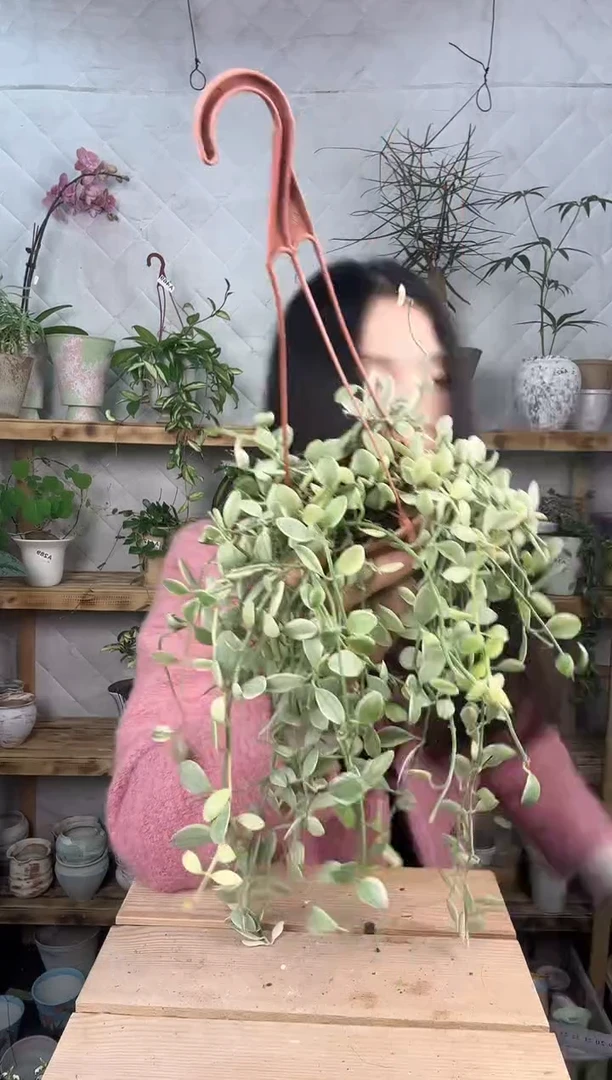 无花朵887金边粉翠育苗盆