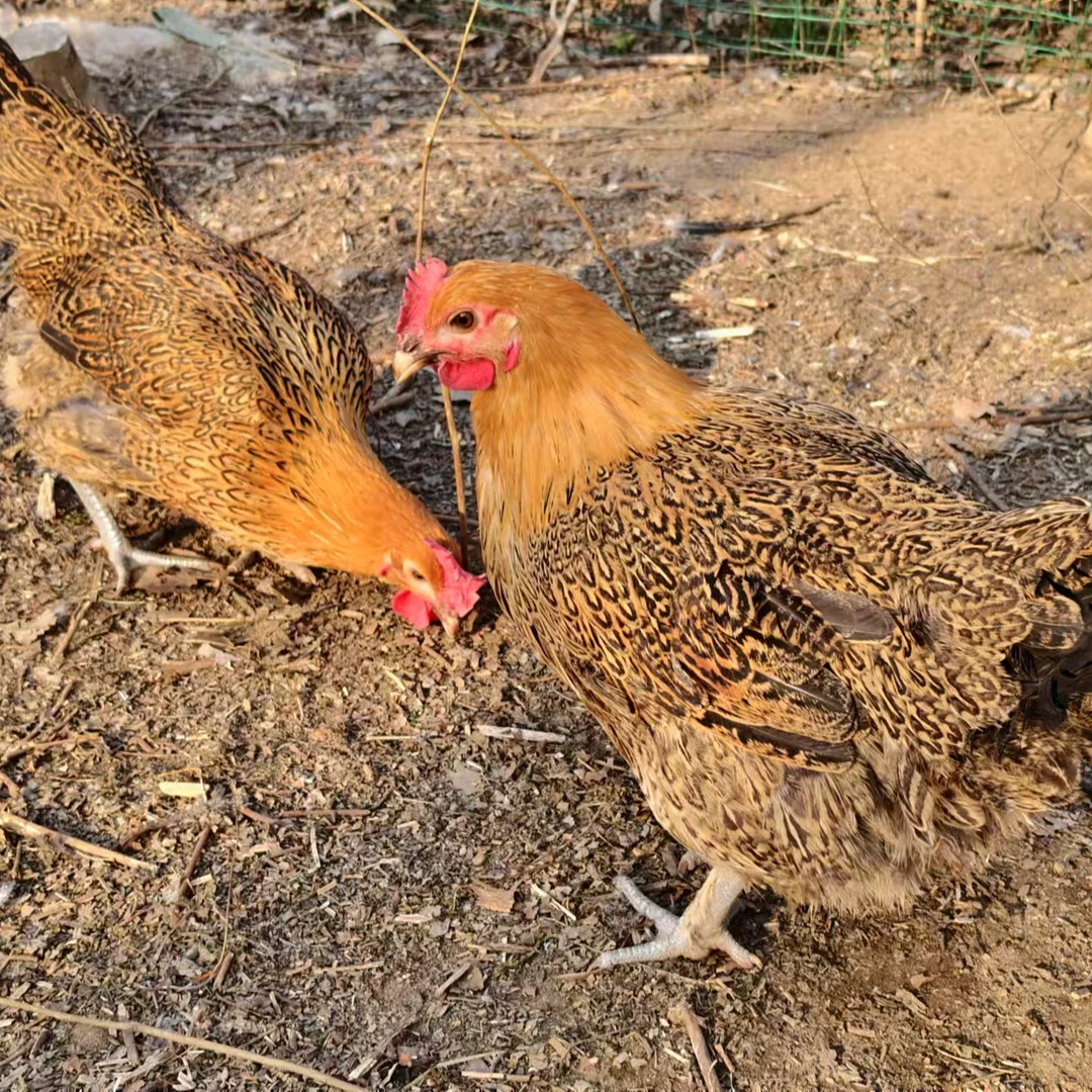 【宠物鸡】母鸡两只8斤 正宗大别山散养 山中遛弯走地鸡 顺丰包邮