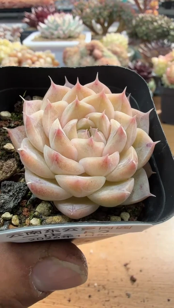 东云多肉园二店-52