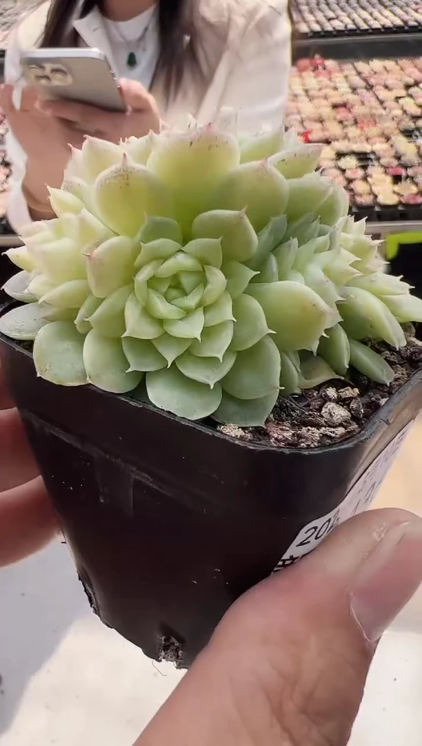 【闪购商品】新款多肉-136