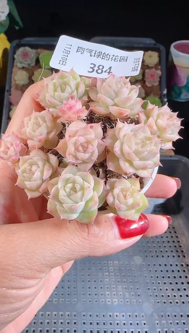 1110-384（群生不包整）