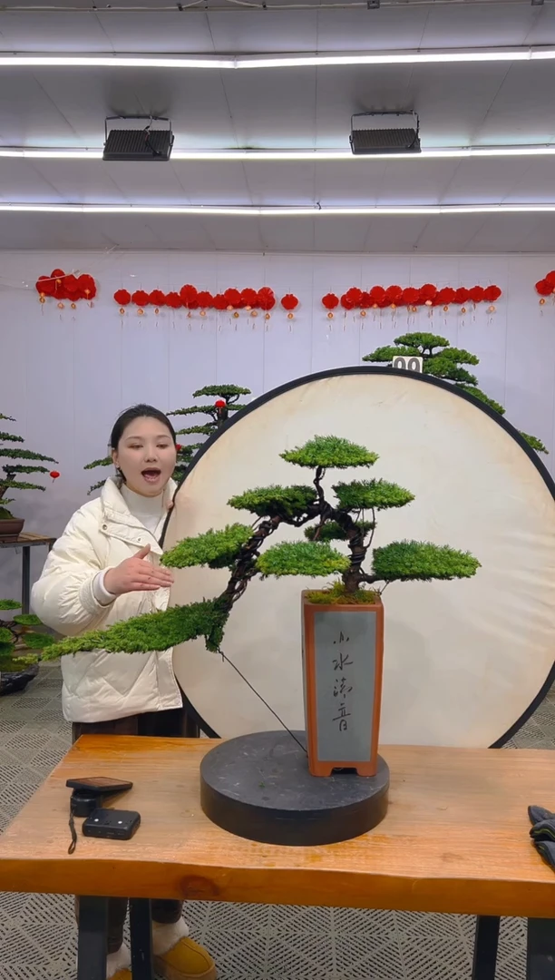 【闪购商品】盆景1