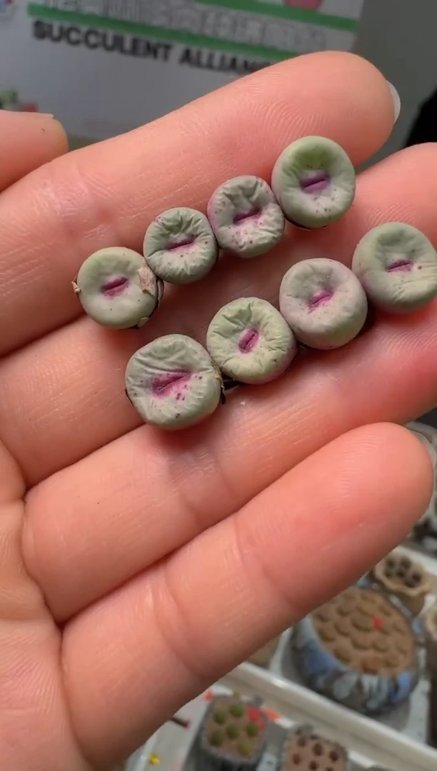215多肉植物肉锥0094一颗