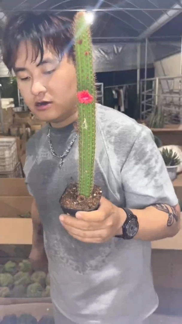 2颗 单头 彩舞柱【带根】