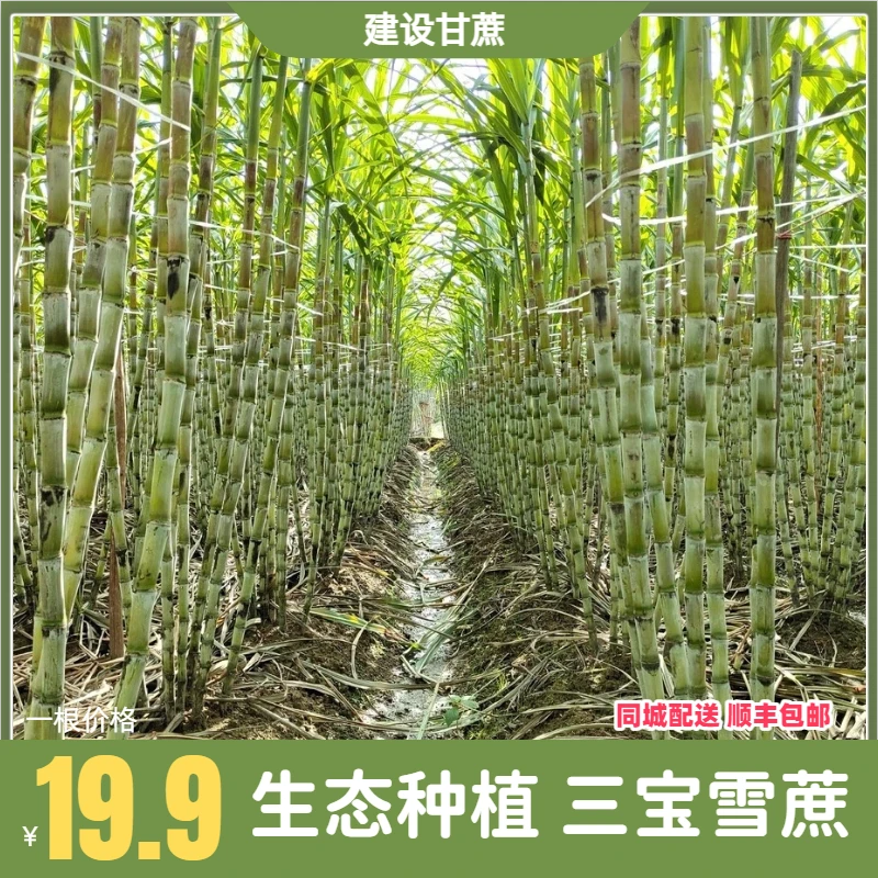 建设甘蔗三堡雪蔗水果甘蔗清甜清脆现砍现发新鲜甘蔗源头发货