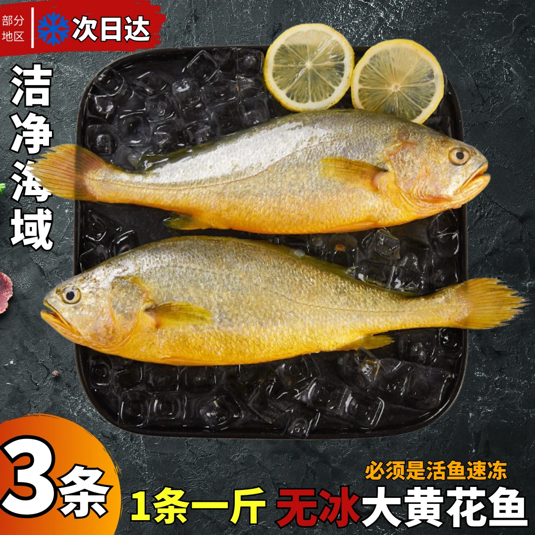 连云港发货 新鲜速冻 鲜嫩美味大黄鱼  一斤左右/条家用黄花鱼