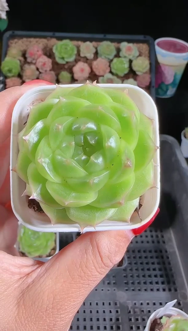 1120-317p3-71群生不包整