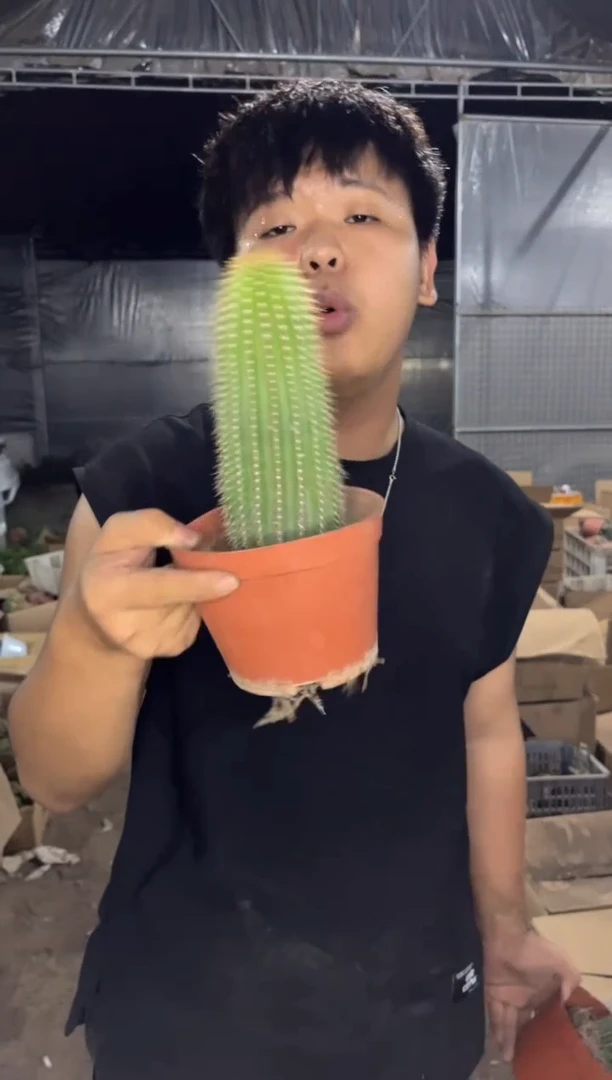 2颗 单头 大凤龙【带根】高13-16cm