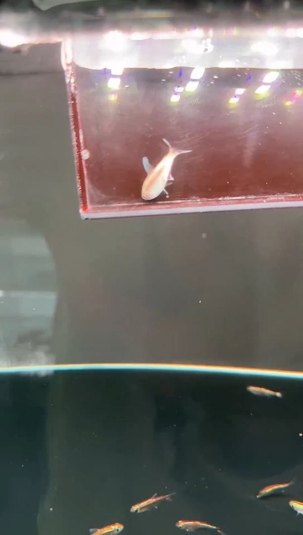 灯科鱼白金赤霞*1