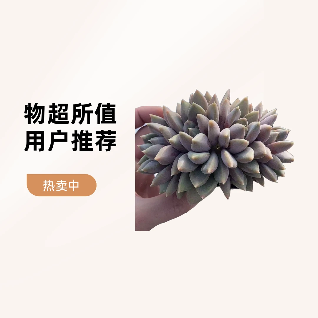 象牙3头起带土球  熊猫多肉（满19包邮）  庭院美观  净化空气