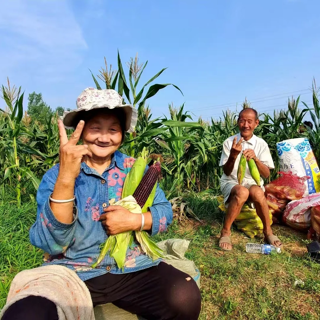鲜食甜糯黑玉米黑糯玉米甜玉米甜糯玉米(原生态种植)软糯香甜