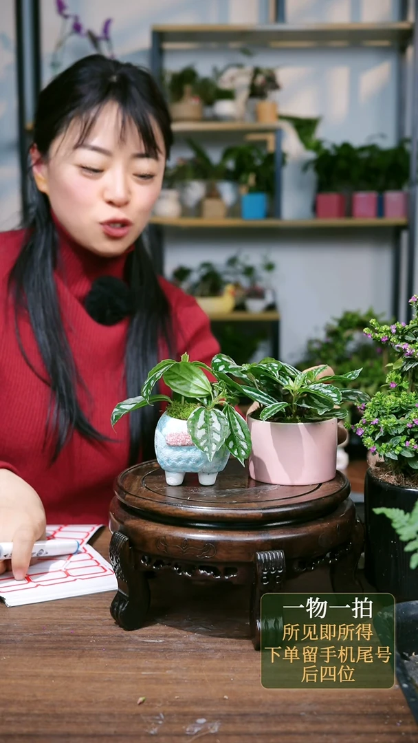 【闪购商品】23--6402冰水花粉