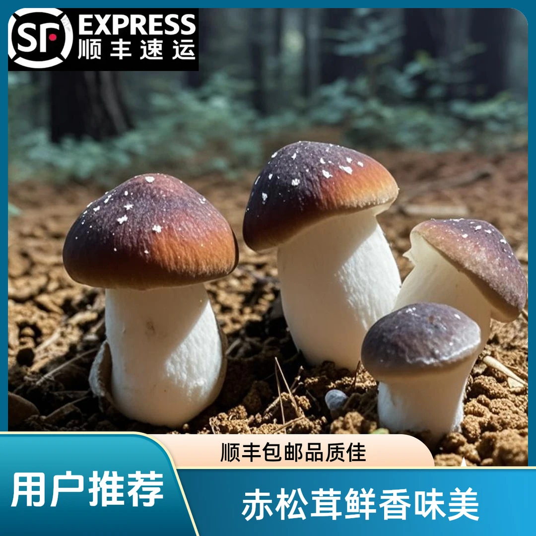 【顺丰包邮】新鲜赤松茸姬松茸球盖菇煲汤蘑菇炒炖焖