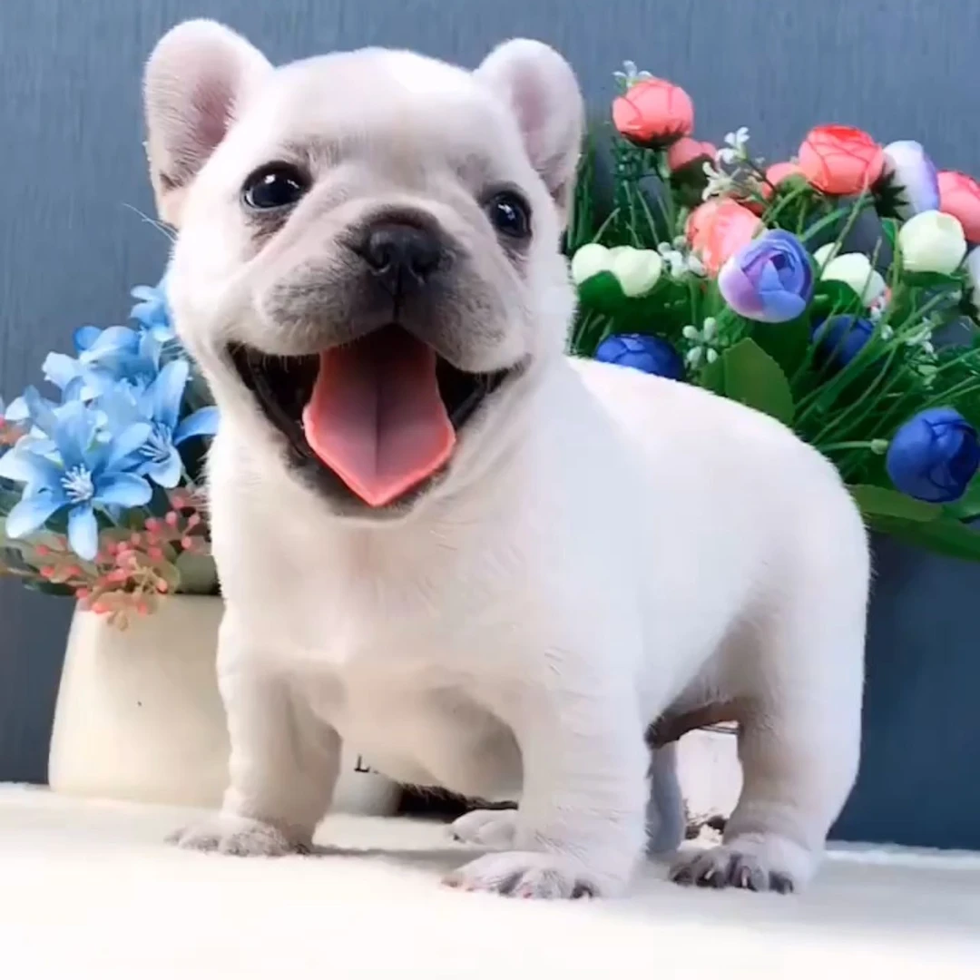 【南通宠物】宠物活体狗狗