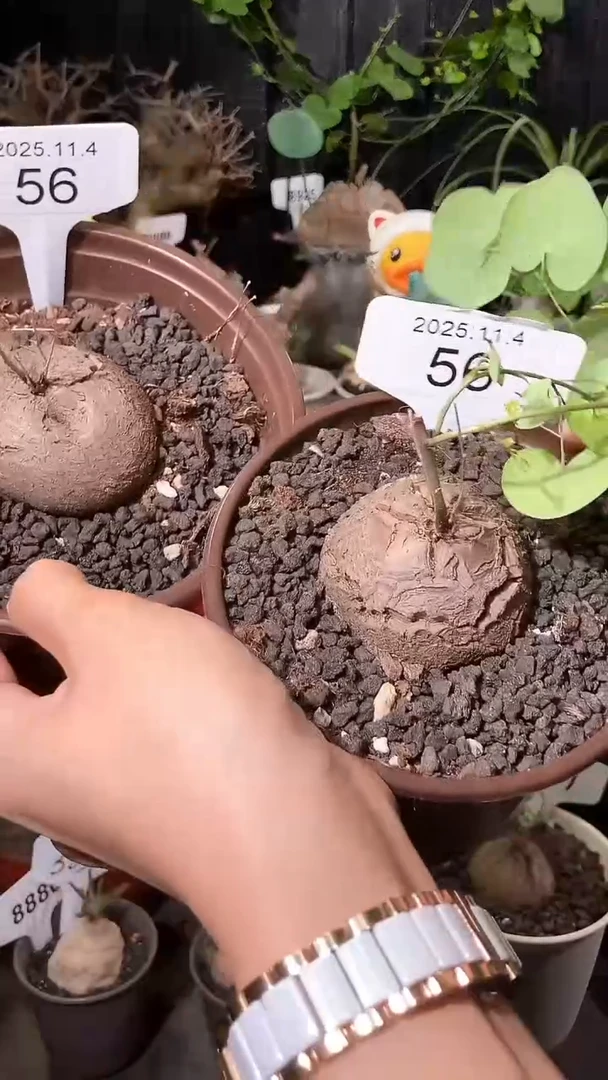 56号1104福利特价南非龟甲龙套餐