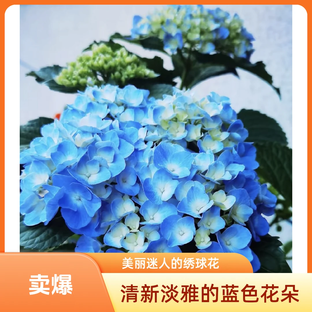 氧气花园绣球盆栽