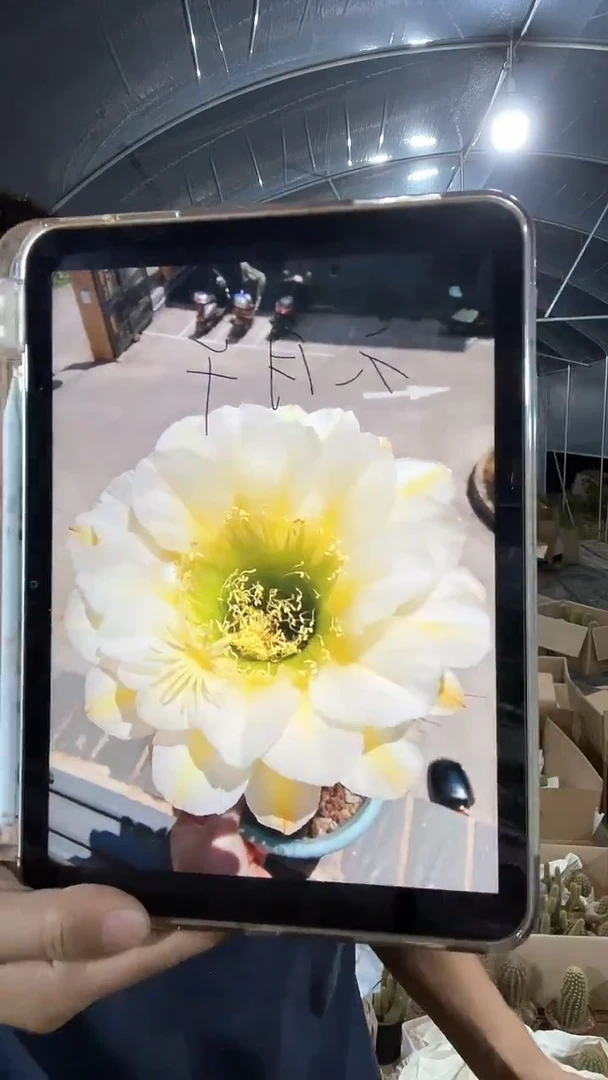 毛花柱开花品种六月午