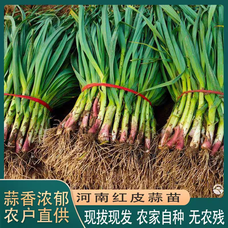 河南红皮蒜苗农家露天种植新鲜蔬菜当天现挖现发小香蒜苗带泥发
