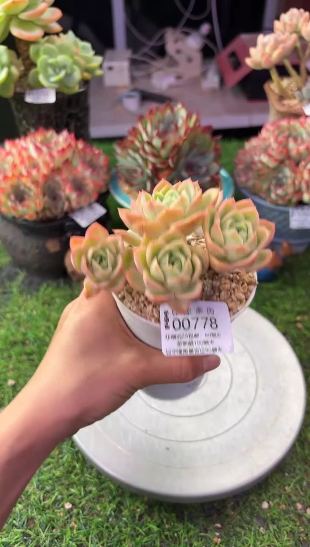 昆明印象多肉00778